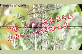 动物世界·国外小伙气枪狙击猴子，枪枪爆头，一击毙命.