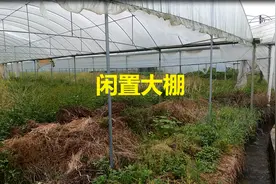 发现一个50多亩地的闲置蔬菜大棚，位置相当可观视频封面