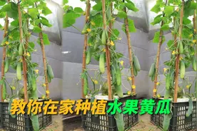 用塑料筐在家种水果黄瓜，这样施肥都不用花钱，黄瓜长得又大又多视频封面