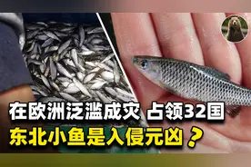 东北小鱼是物种入侵的元凶？占领欧洲32国，几乎没有解决办法视频封面