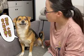 主人用狗语与狗进行交流，没想到狗狗竟然听懂了，主人直呼好神奇