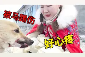 小黄狗被马踢破一条大伤口，新疆丫头着急得哭了起来，这可怎么办视频封面