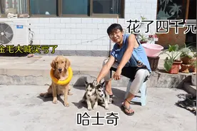 小伙花四千元买了一对小哈士奇，金毛却大喊不值，你们觉得值吗？