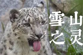 雪豹的大尾巴有啥用？视频封面