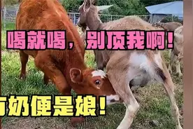 有奶就是娘！小牛犊将大羊认成妈，喝奶还顶着，羊妈：是我孩视频封面
