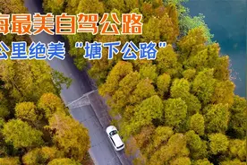 上海最美自驾公路，63公里绝美塘下公路，看秋季金黄色水杉林！视频封面