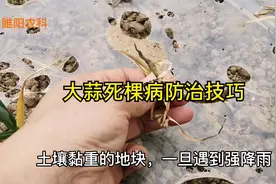 防治大蒜根腐病有技巧，将这三种方法综合使用，效果最好视频封面