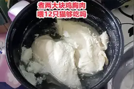 煮两大块鸡胸肉，开锅喷香，成本不到10元钱，喂12只猫，够吃吗视频封面