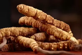 冬虫夏草吃了有什么好处？不能和什么一起吃呢？了解这些很重要！视频封面
