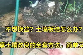 养花盆土板结，怎么办？分享土壤改良的简易方法，简单又省钱视频封面