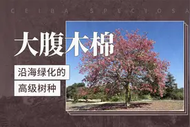 大腹木棉——沿海绿化的高级树种视频封面