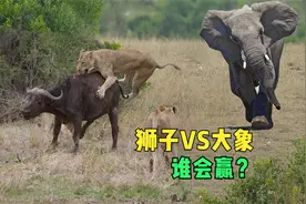 狮子为什么不吃大象，是真的不敢惹吗？视频封面