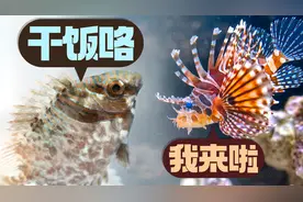 海里狮子鱼这么多？赶海发现一条又一条，全部都带回去
