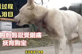 流浪狗妈妈忍受剧痛，抚育狗宝，救援过程让人心酸。视频封面
