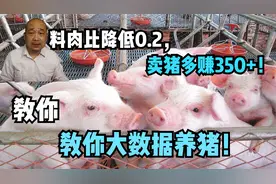 料肉比降低0.2，卖猪多赚350+！教你大数据养猪！视频封面