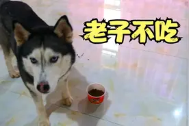 哈士奇挑食不肯吃食物，男子直接饿它，看看它能撑几天？视频封面