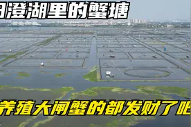 年产值仅3亿元的阳澄湖大闸蟹，能把市场做到300亿，99%都是假蟹视频封面
