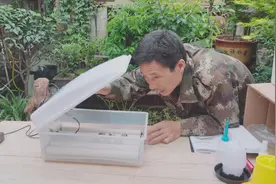 网上100多元的孵蛋器，能孵蛋吗？农村大哥拿来鹌鹑蛋，试试效果视频封面