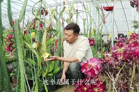 养令箭荷花也要选对“品种”，“黄白”花大重瓣，开花量大易开花视频封面