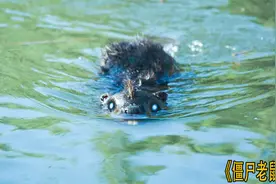 美女被大老鼠咬伤感染丧尸病毒长出大巨齿视频封面