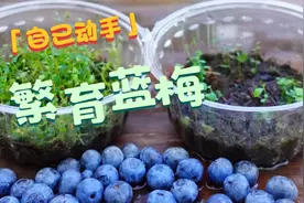 蓝莓取籽繁育树苗视频封面