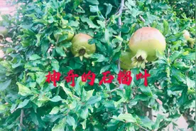 农村的石榴叶泡水喝厉害了！它的妙用很多人不知道，快来了解下！视频封面