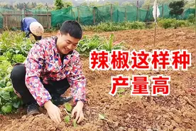 农村小伙种辣椒，只需1种肥料，辣椒结得又长又多，1年吃不完视频封面