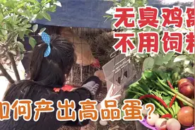 家庭每天余粮不要丢！如何不用一粒饲料，养出高品质土鸡蛋呢？视频封面