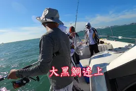 今天这批粉丝实力强多了，三四斤的黑鲷连钓3条，鲈鱼更是连着拉视频封面