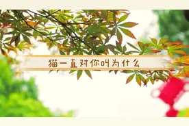猫会一直发出喵喵叫的声音，猫一直对着你叫是为什么视频封面