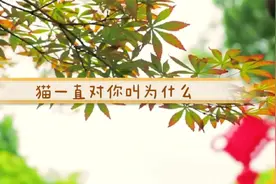 猫会一直发出喵喵叫的声音，猫一直对着你叫是为什么视频封面