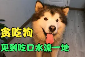 主人当着狗狗面吃汉堡，狗狗在旁边馋坏了，哈喇子流一地视频封面