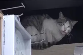 奇趣动物合集：流浪猫每天去超市偷吃，得知背后真相，差点被暖哭视频封面