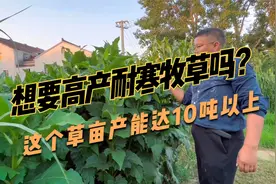高产又耐寒牧草，串叶松香草又称“大叶蛋白菊”可耐寒-40℃低温视频封面