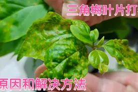 三角梅叶片卷曲有褶皱，除了根系受损和肥害外，还有另一种原因！视频封面
