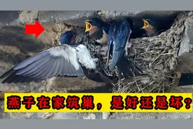 为何燕子喜欢在人类屋檐下筑巢？燕子来家里搭窝，是好还是坏？视频封面