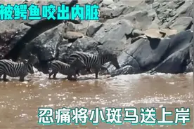 斑马被鳄鱼咬出内脏，忍着剧痛送小斑马回归斑马群，最终累倒在地视频封面
