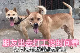 村上朋友要出去打工了，家里没人喂养猎狗，想看有人感兴趣么
