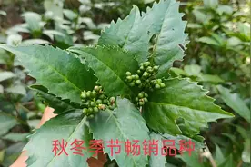 秋天是收获的季节，也是这种植物药材的销售旺季，你们那有吗