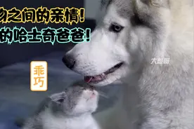 父爱心泛滥的哈士奇，每天帮猫妈妈照顾小猫，动物之间的亲情视频封面