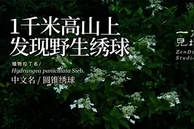 1千米高山上，发现野生的绣球花，圆锥绣球视频封面
