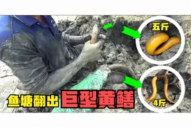 黄鳝最大有多大，鱼塘翻出巨型黄鳝，捉出后小哥不淡定了视频封面