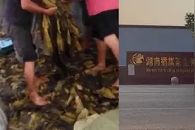 “土坑酸菜”事件追踪：当地4名官员被追责，地方支柱产业遭重创视频封面