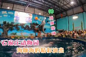 石家庄动物园海豚海狮演出，太精彩，80元门票真的值了！视频封面