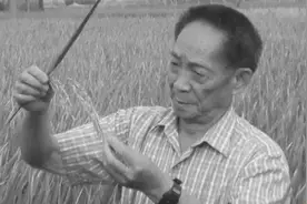 袁隆平被称为杂交水稻之父，解决了人民温饱，他的伟绩值得铭记视频封面