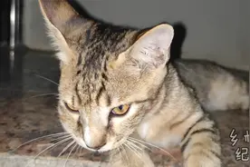 明明就是猫，咋就那么熊呢？又被蜜蜂蛰肿了嘴巴视频封面