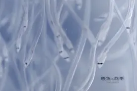 鳗鱼：鳗鲡幼苗无法人工繁殖，鳗苗价格竟是每天浮动，非常难得