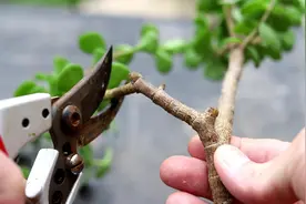 剪下的金枝玉叶枝条不要扔，做好这些细节，插盆里就能活视频封面