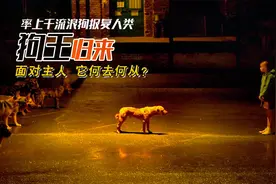 狗子被遗弃来时成狗王，率上千狗疯狂报复城市，面对主人白色上帝视频封面