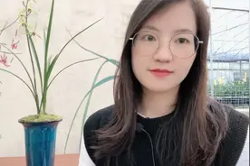 寒兰精品红素雪中红，绿瓣红舌极具欣赏价值，家里可以养上一颗